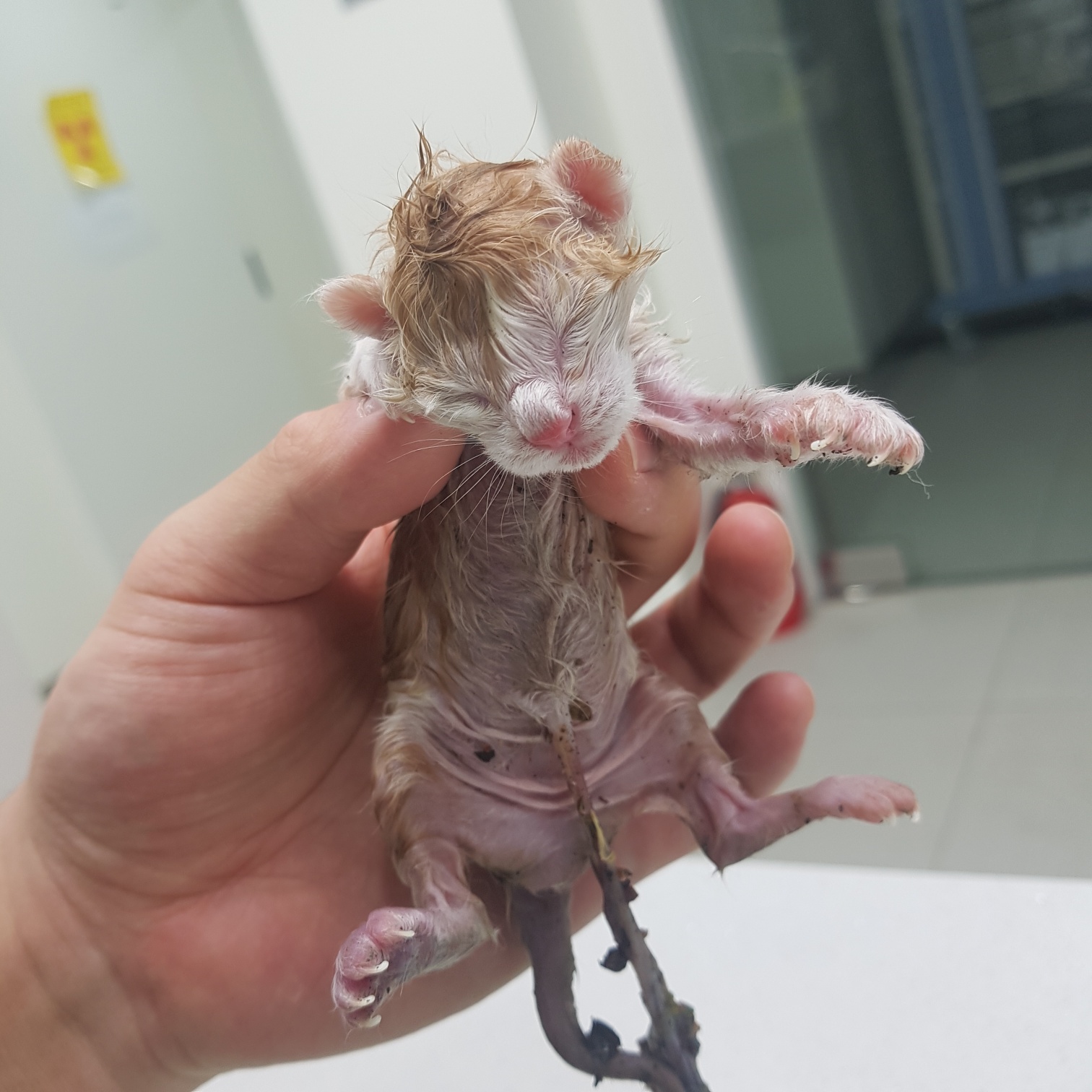 유기동물 - 한국 고양이