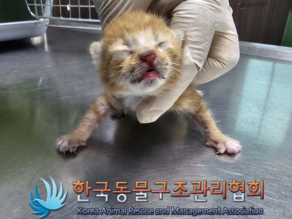 유기동물 - 한국 고양이