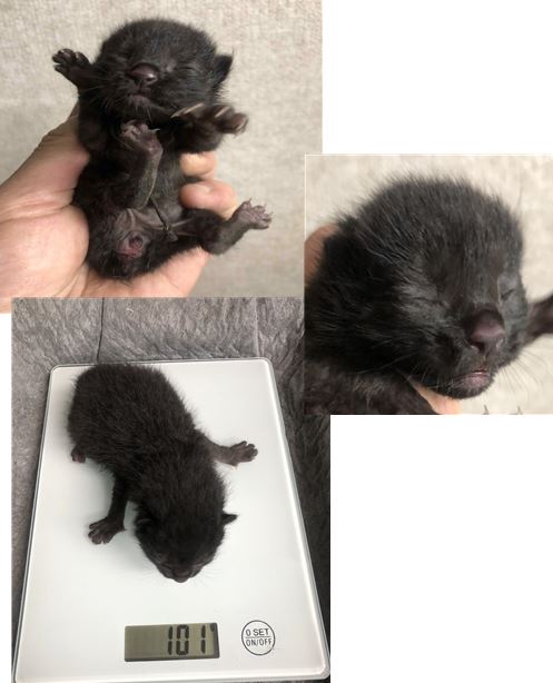 유기동물 - 한국 고양이