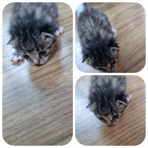 귀여운 새끼 고양이 3마리 집 찾고 있어요