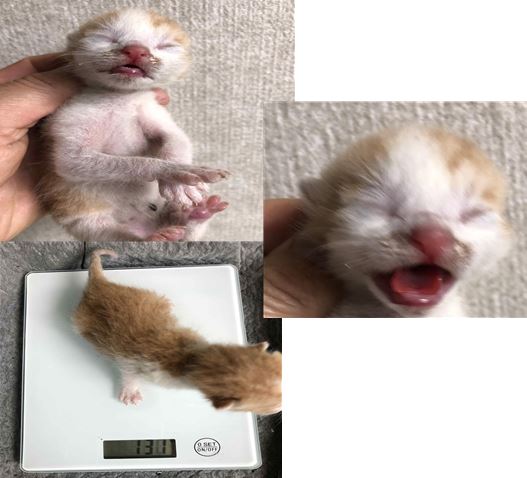 유기동물 - 한국 고양이