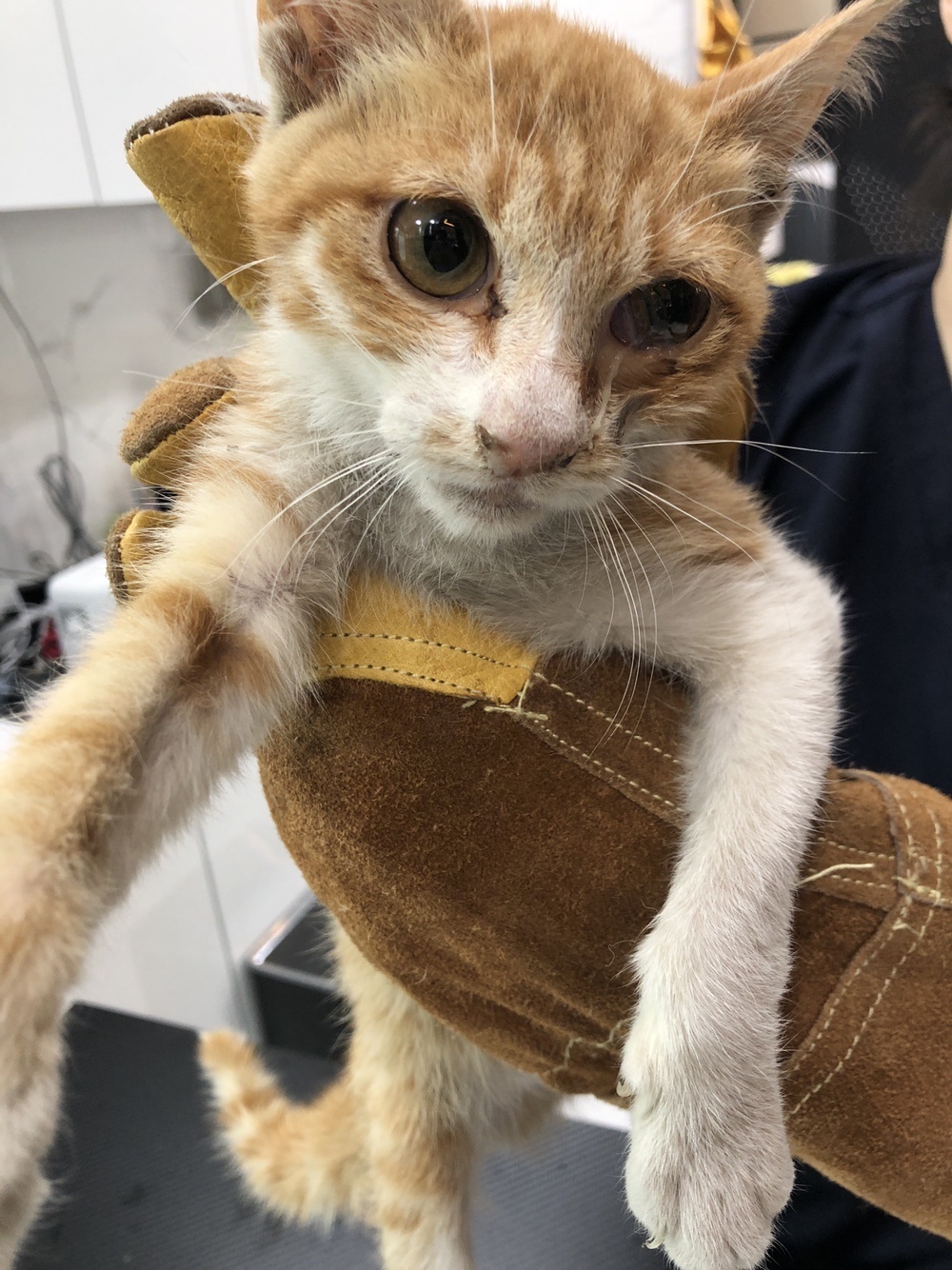 유기동물 - 한국 고양이