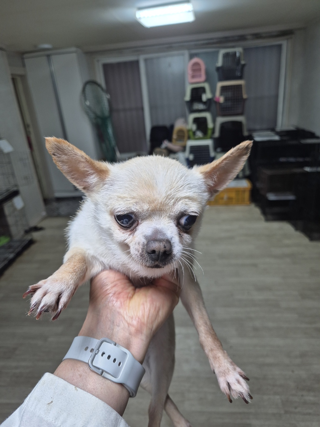 사랑스러운 유기동물 찾아보기