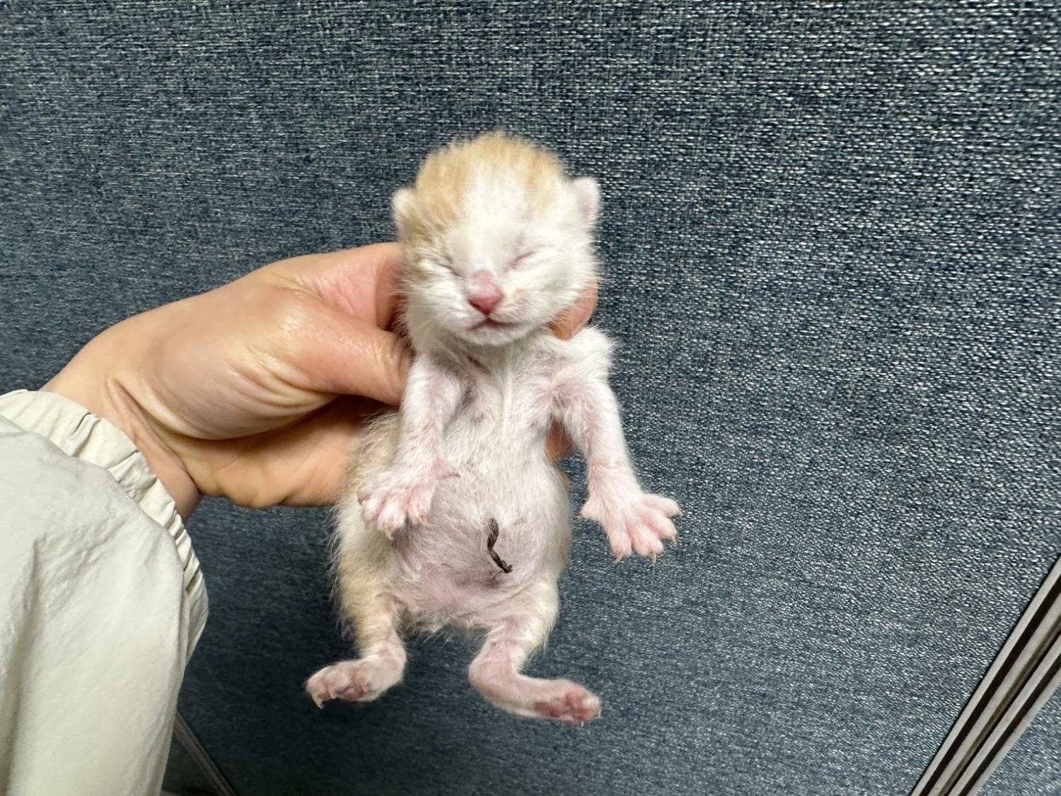 유기동물 - 한국 고양이