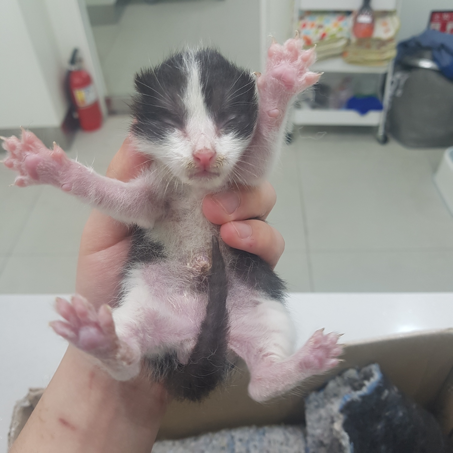 유기동물 - 한국 고양이