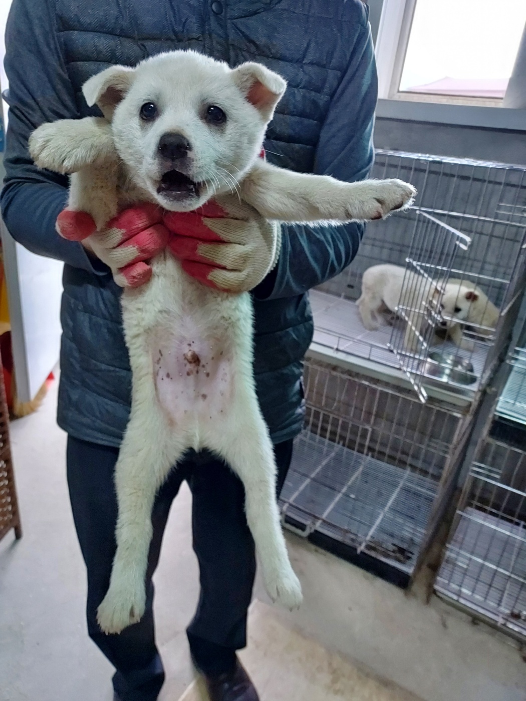 남원시 60일미만 믹스견 유기동물 정보