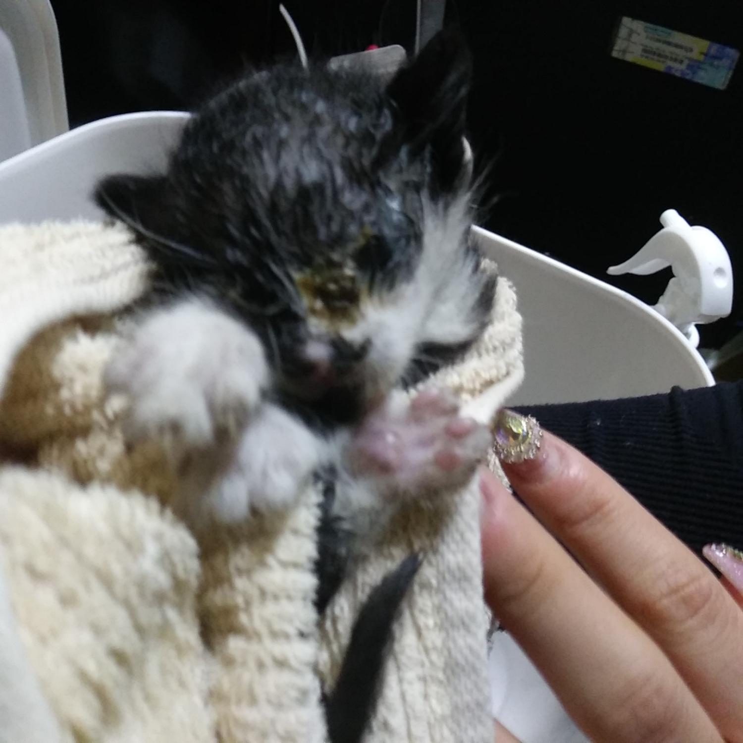 유기동물 - 한국 고양이