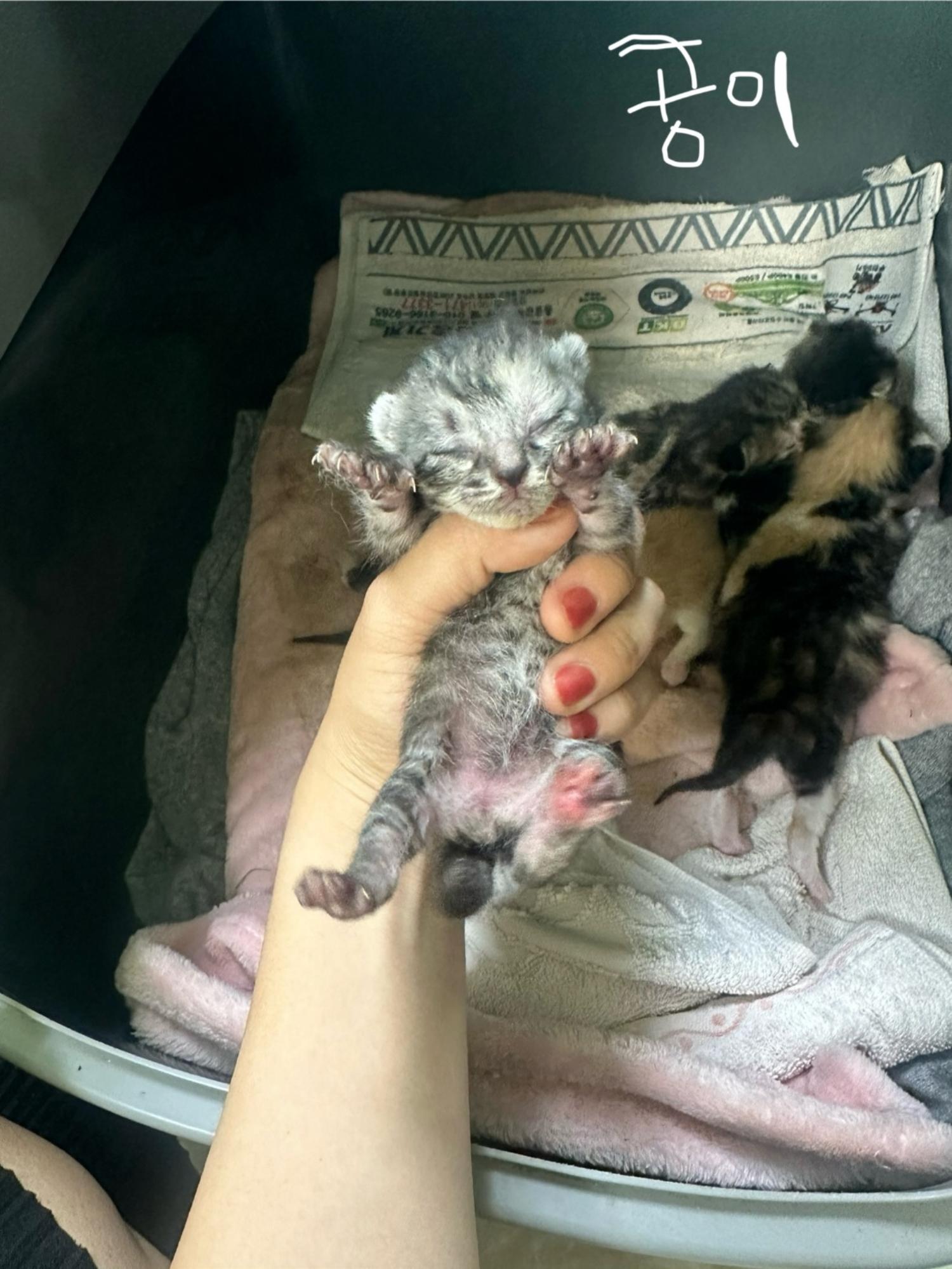 60일미만 한국 고양이 외 2 건