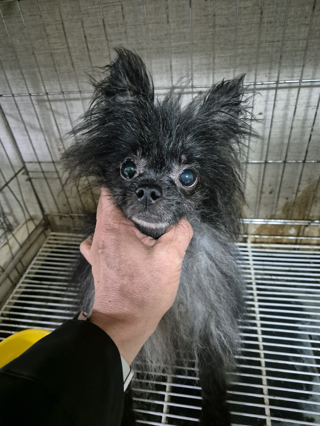 오늘의 유기동물 추천!