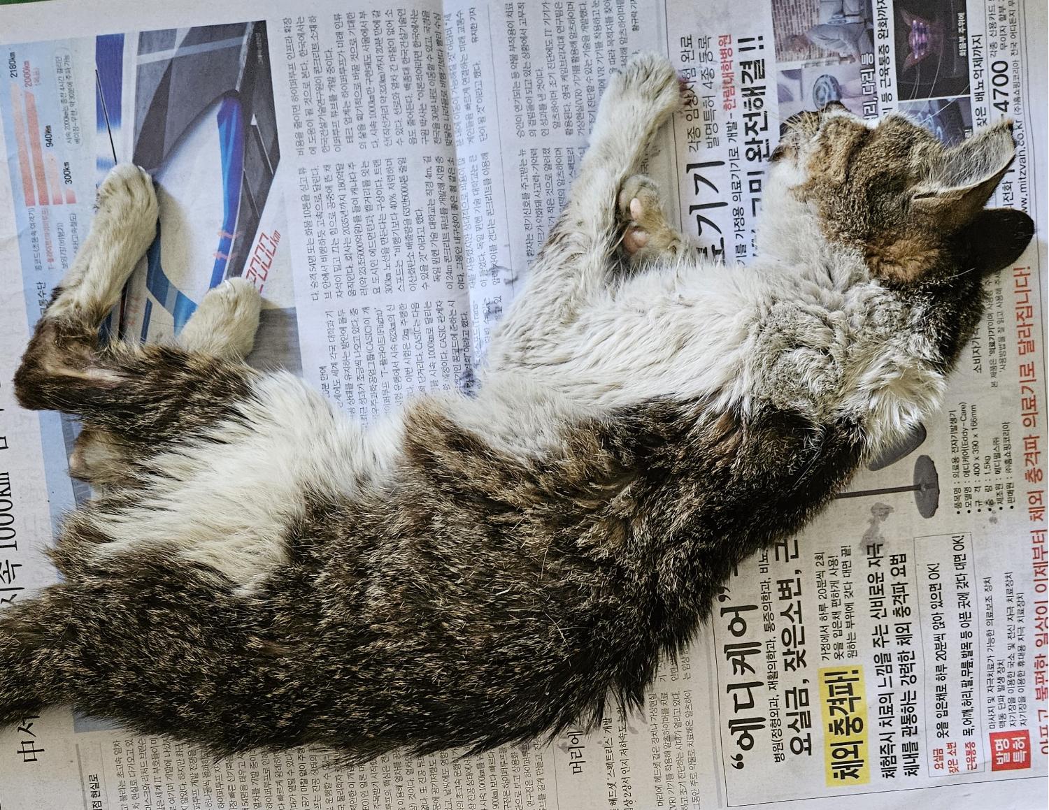 대구에서 발견된 1살 한국 고양이와 2마리 새끼 고양이