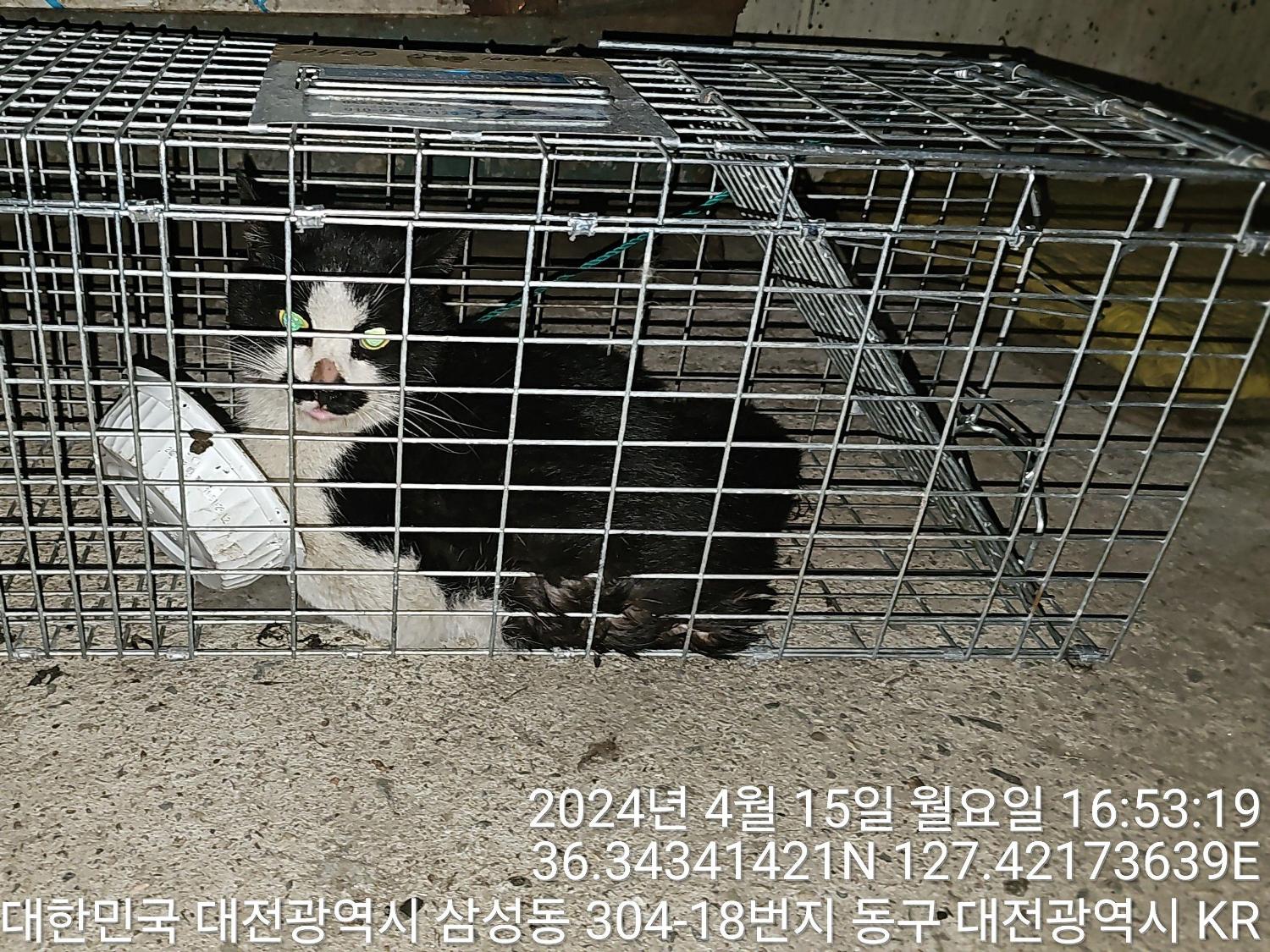 유기동물 - 한국 고양이