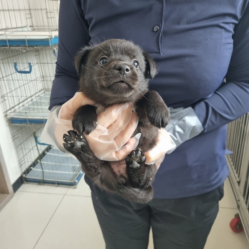 귀여운 유기견, 입양 기다리고 있어요!