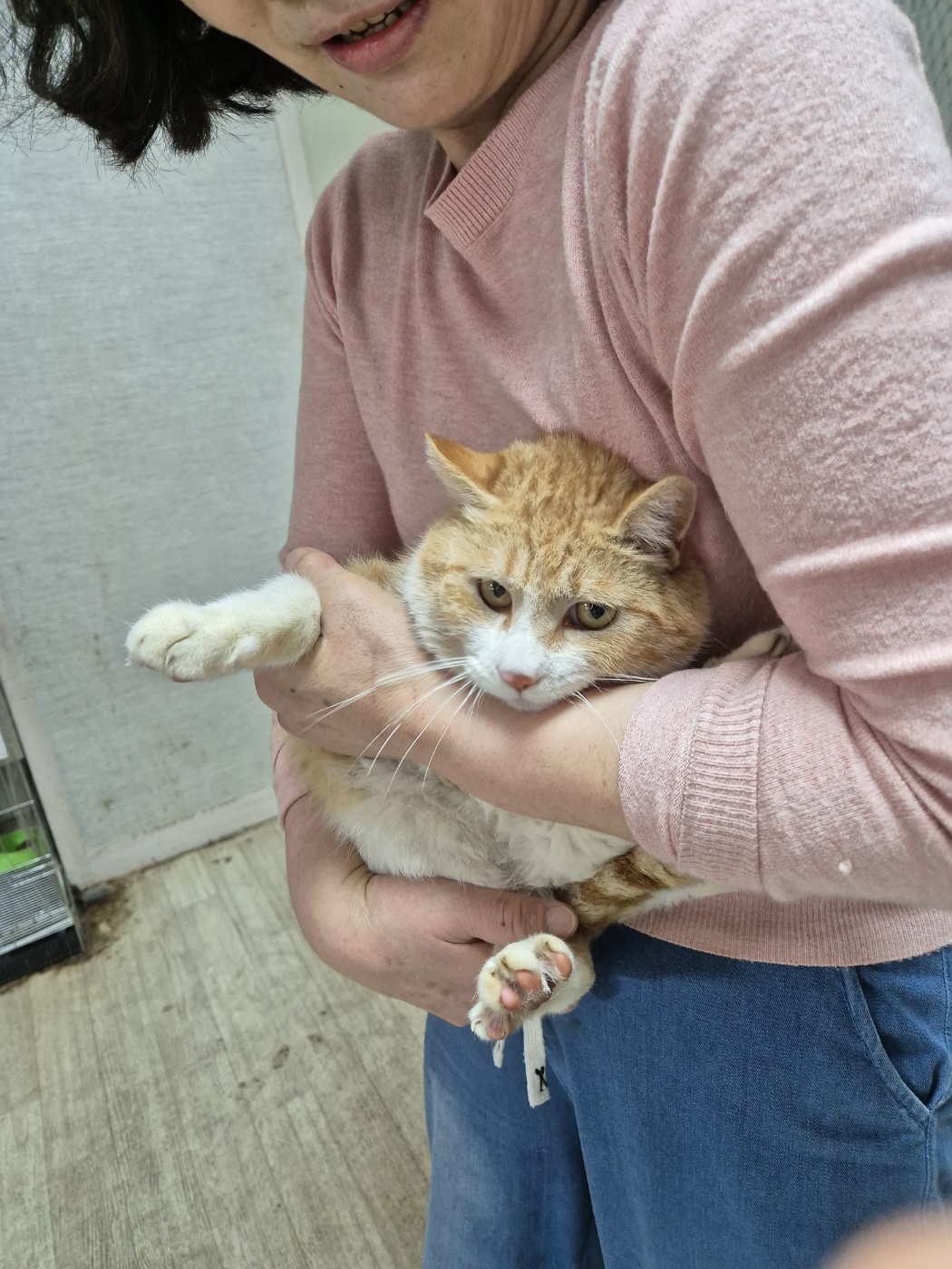 유기동물 - 한국 고양이