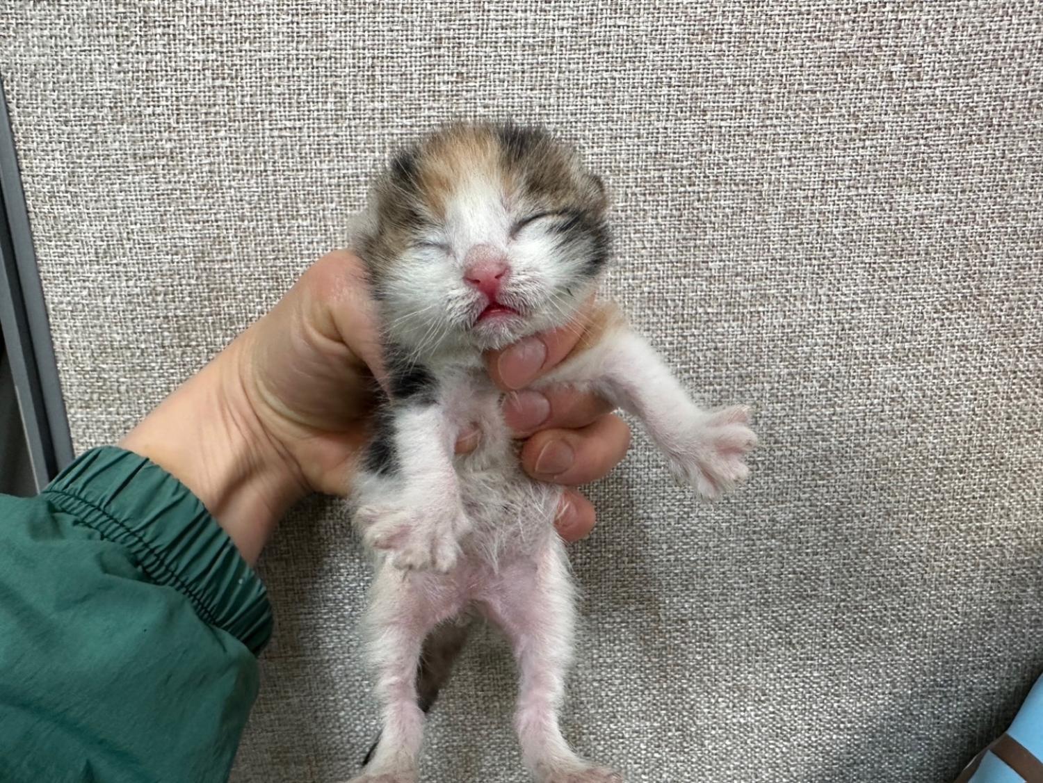 유기동물 - 한국 고양이