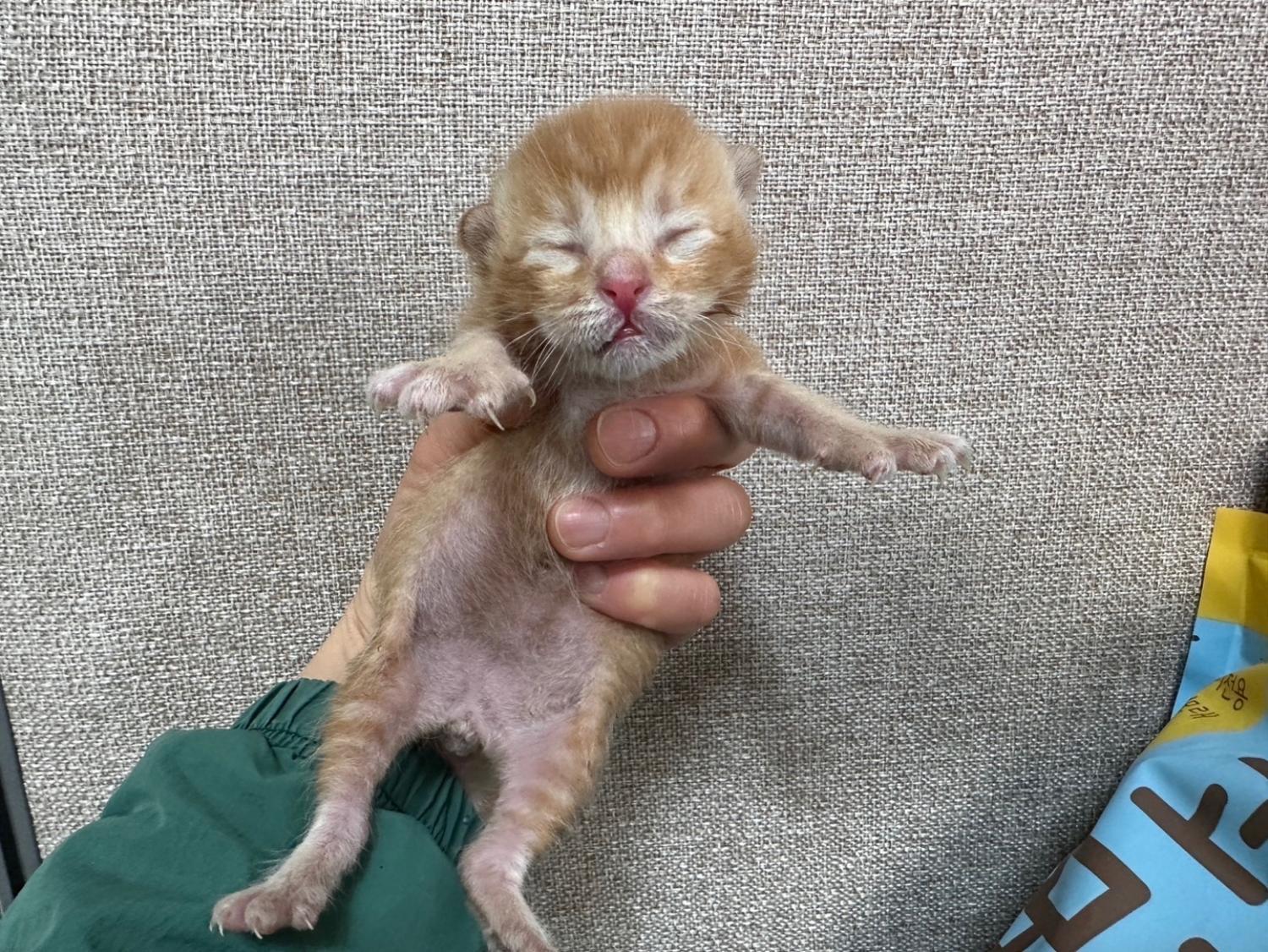 유기동물 - 한국 고양이