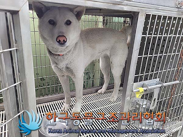 유기동물 - 믹스견