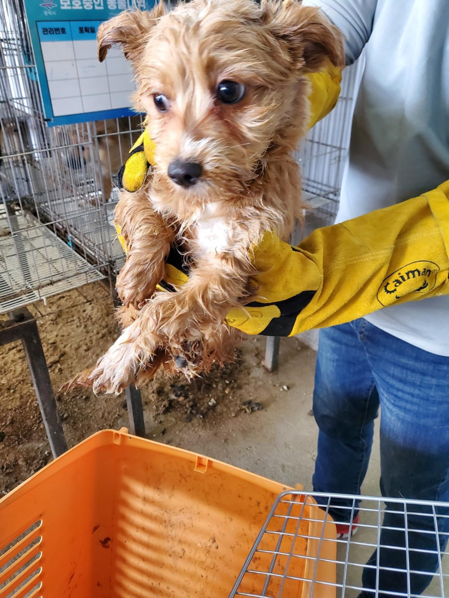 1년 미만 믹스견 외 2 건