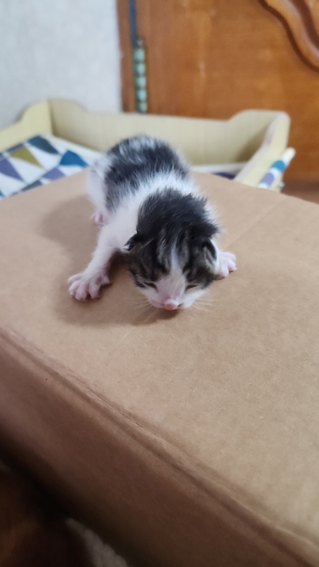 유기동물 - 한국 고양이