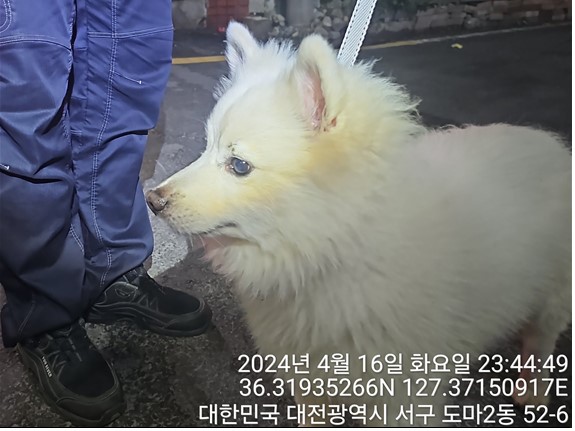 유기동물 - 스피츠
