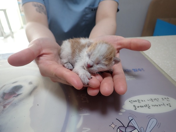 유기동물 - 한국 고양이