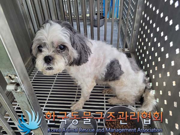 유기동물 - 시츄