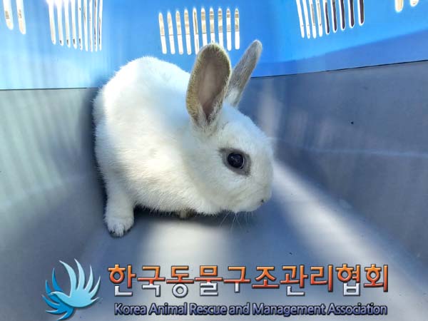 유기동물 - 토끼