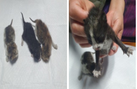 부산 북구 유기동물: 어린 고양이 3마리 절실히 입양자 모집