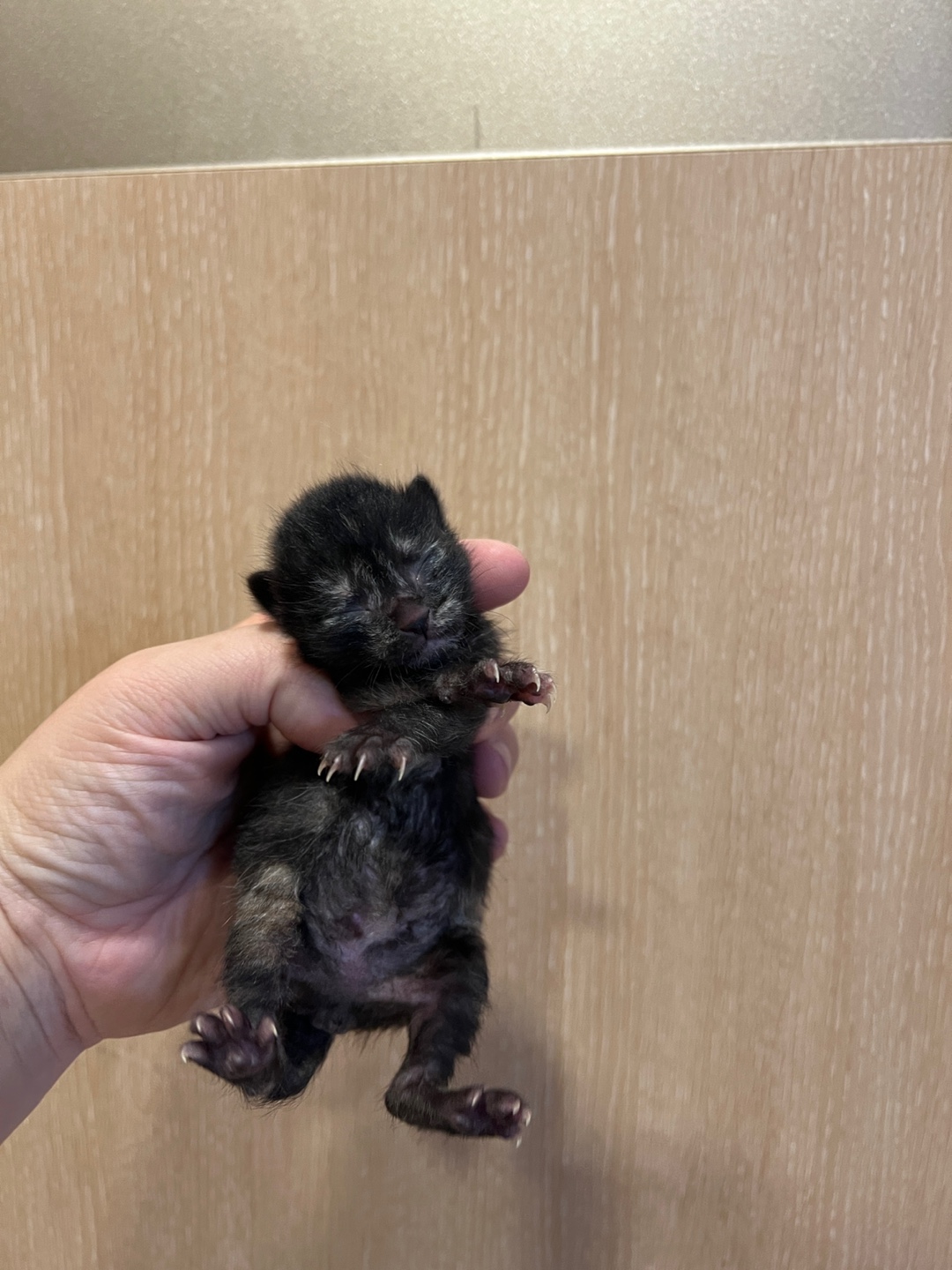 유기동물 - 한국 고양이