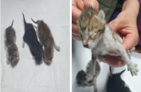 유기동물 - 한국 고양이