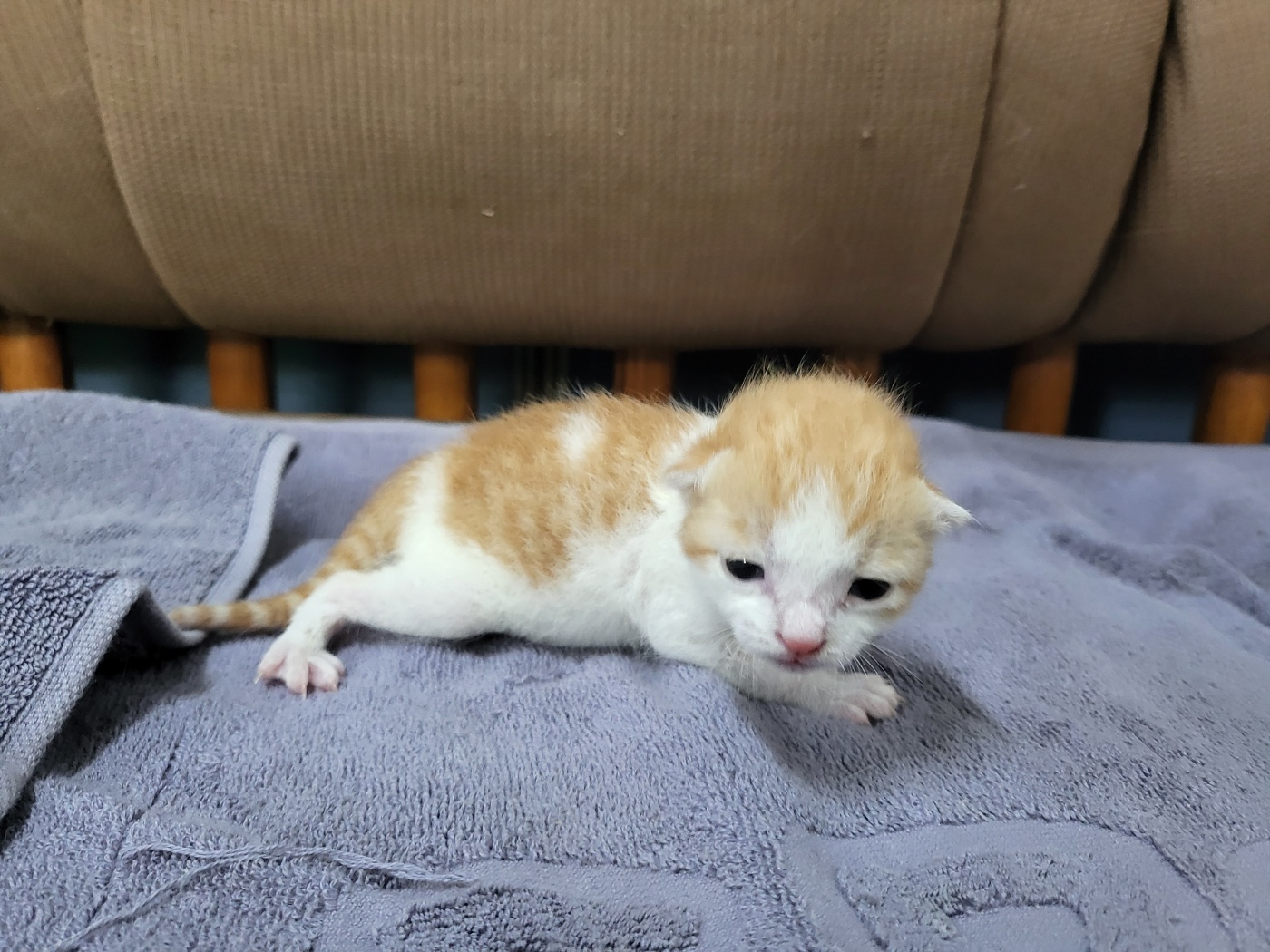 유기동물 - 한국 고양이