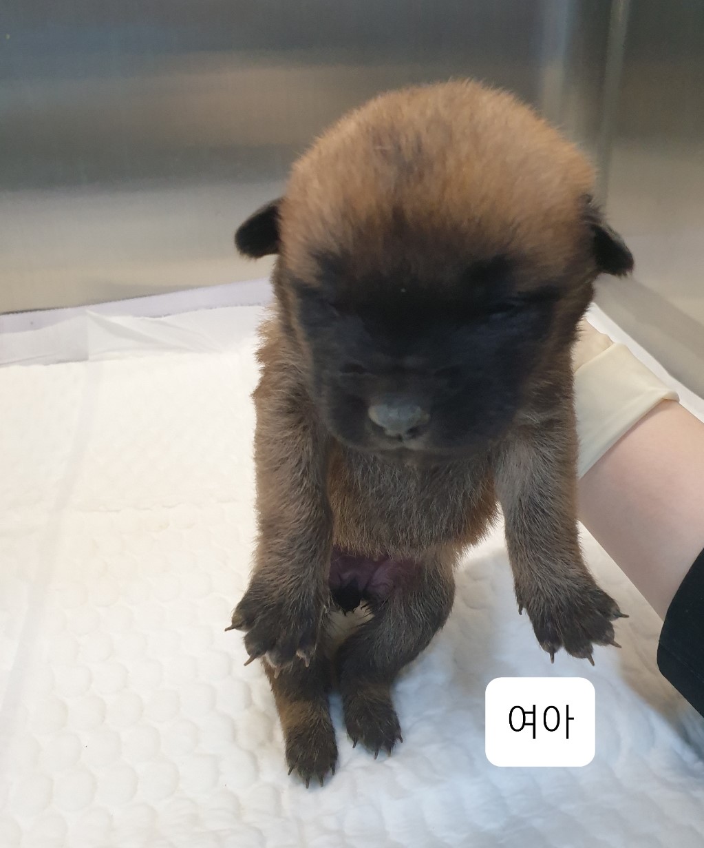 충청북도 옥천군 유기견 찾아주세요!