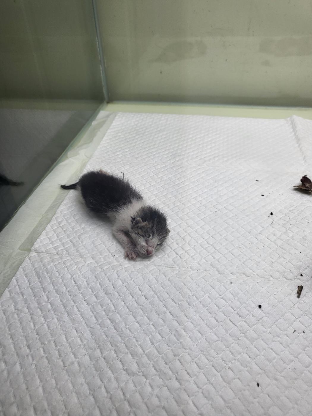 유기동물 - 한국 고양이