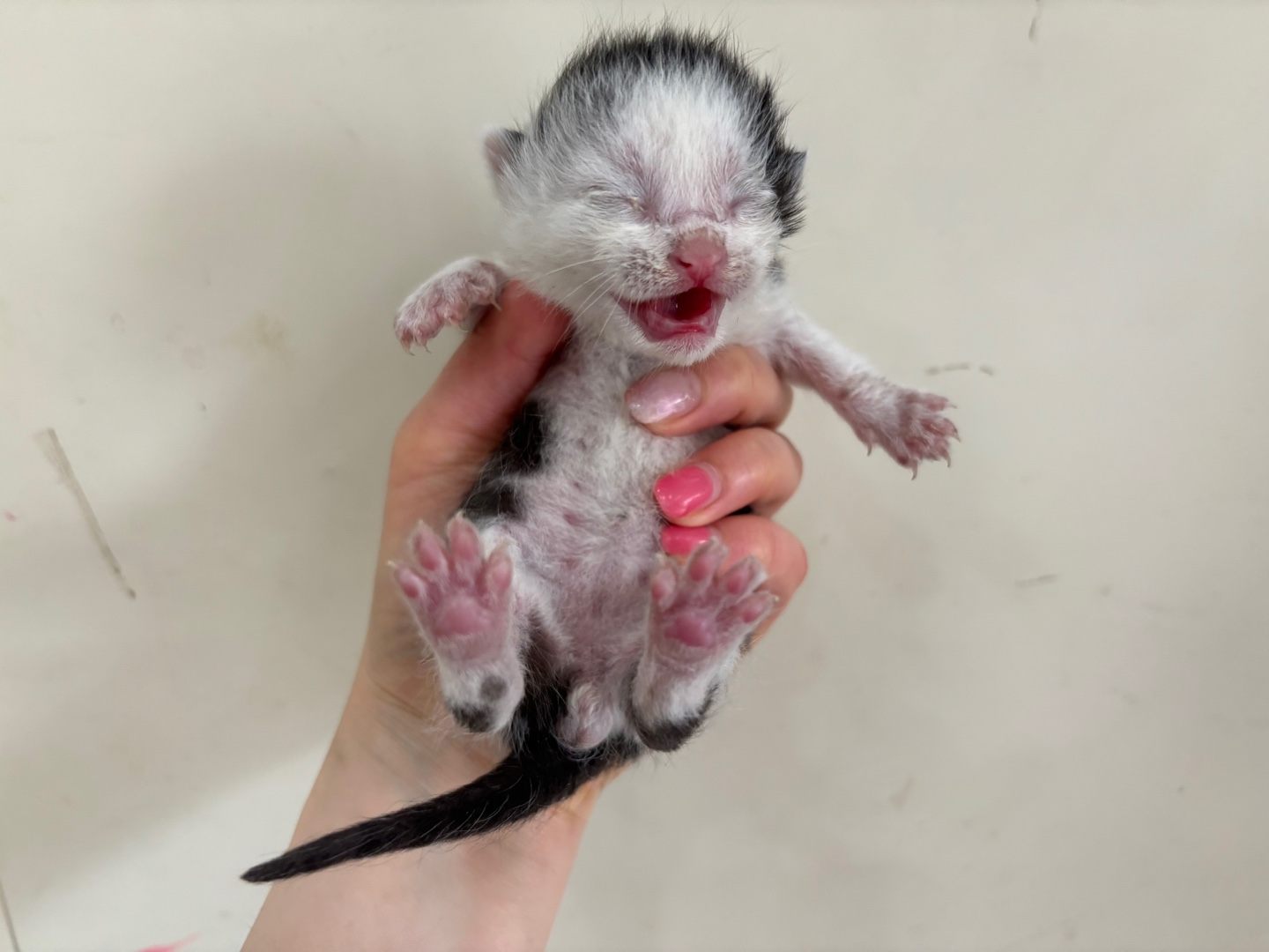 유기동물 - 한국 고양이