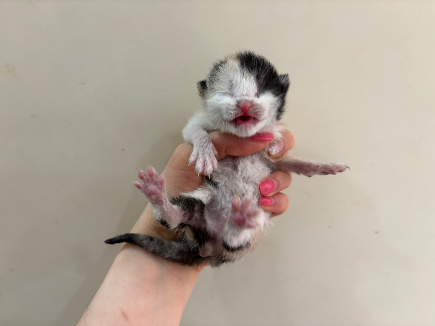유기동물 - 한국 고양이
