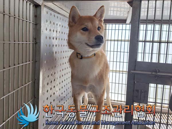 유기동물 - 시바