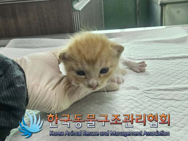 유기동물 - 한국 고양이