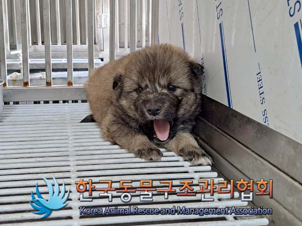 새로운 친구를 만나보세요: 60일미만 믹스견 외 2 건