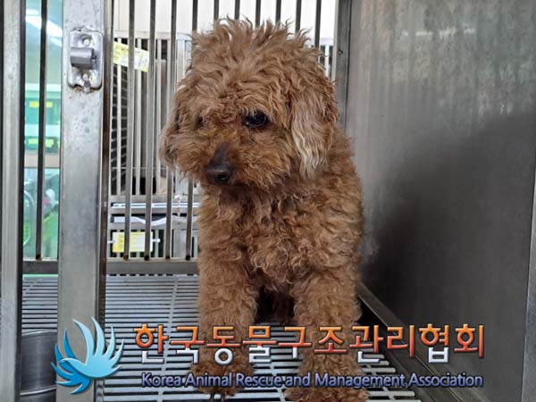 유기동물 - 푸들