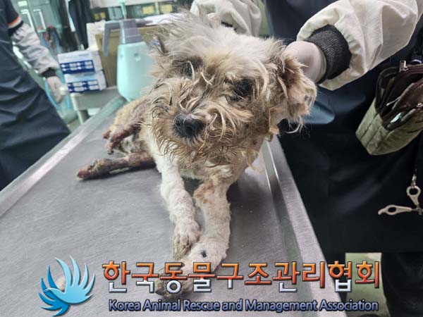 버려졌지만 사랑을 찾는 유기동물들