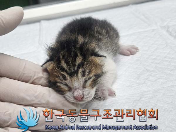 유기동물 - 한국 고양이