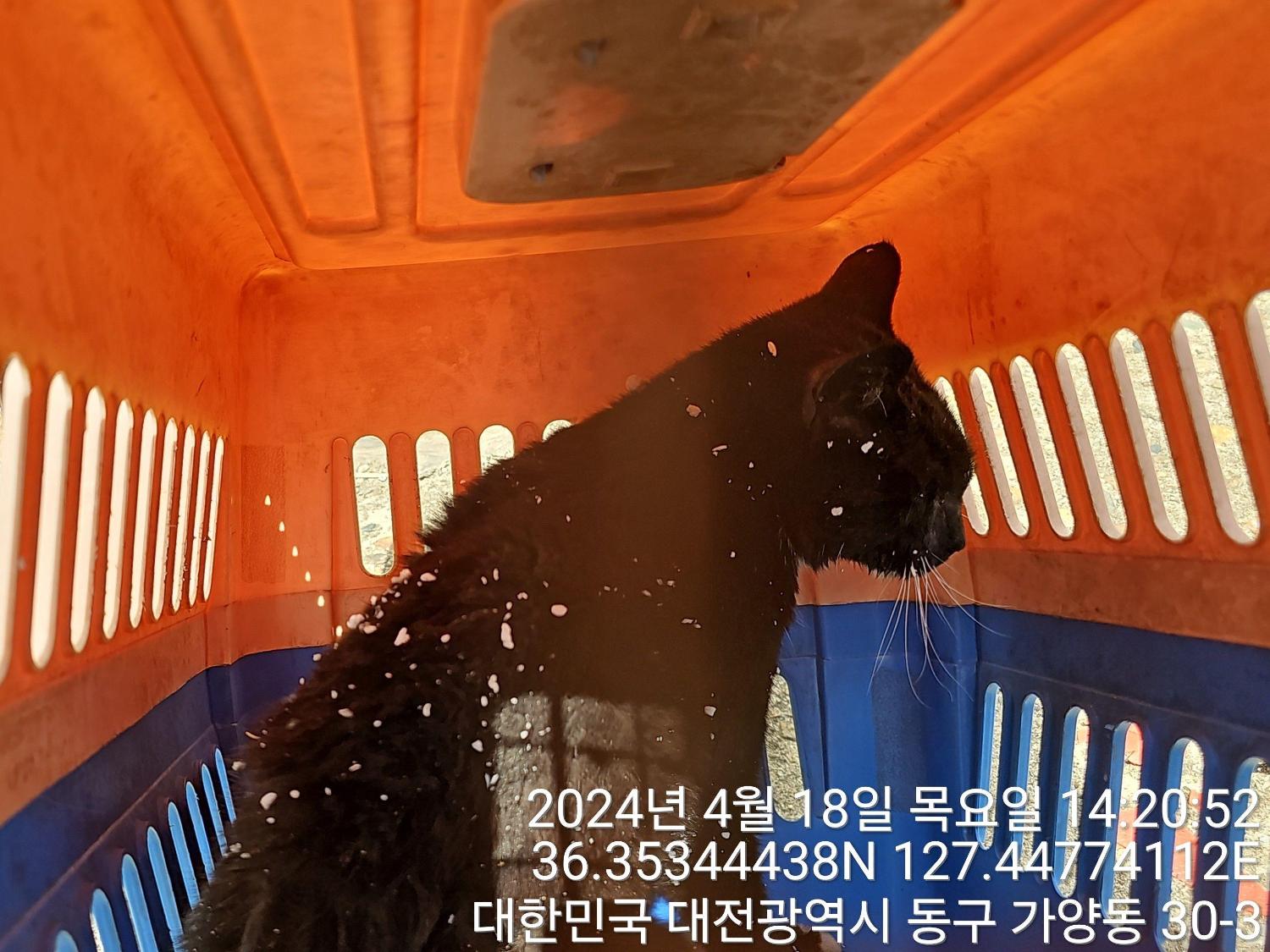 한국 고양이 이미지 파일 입니다.