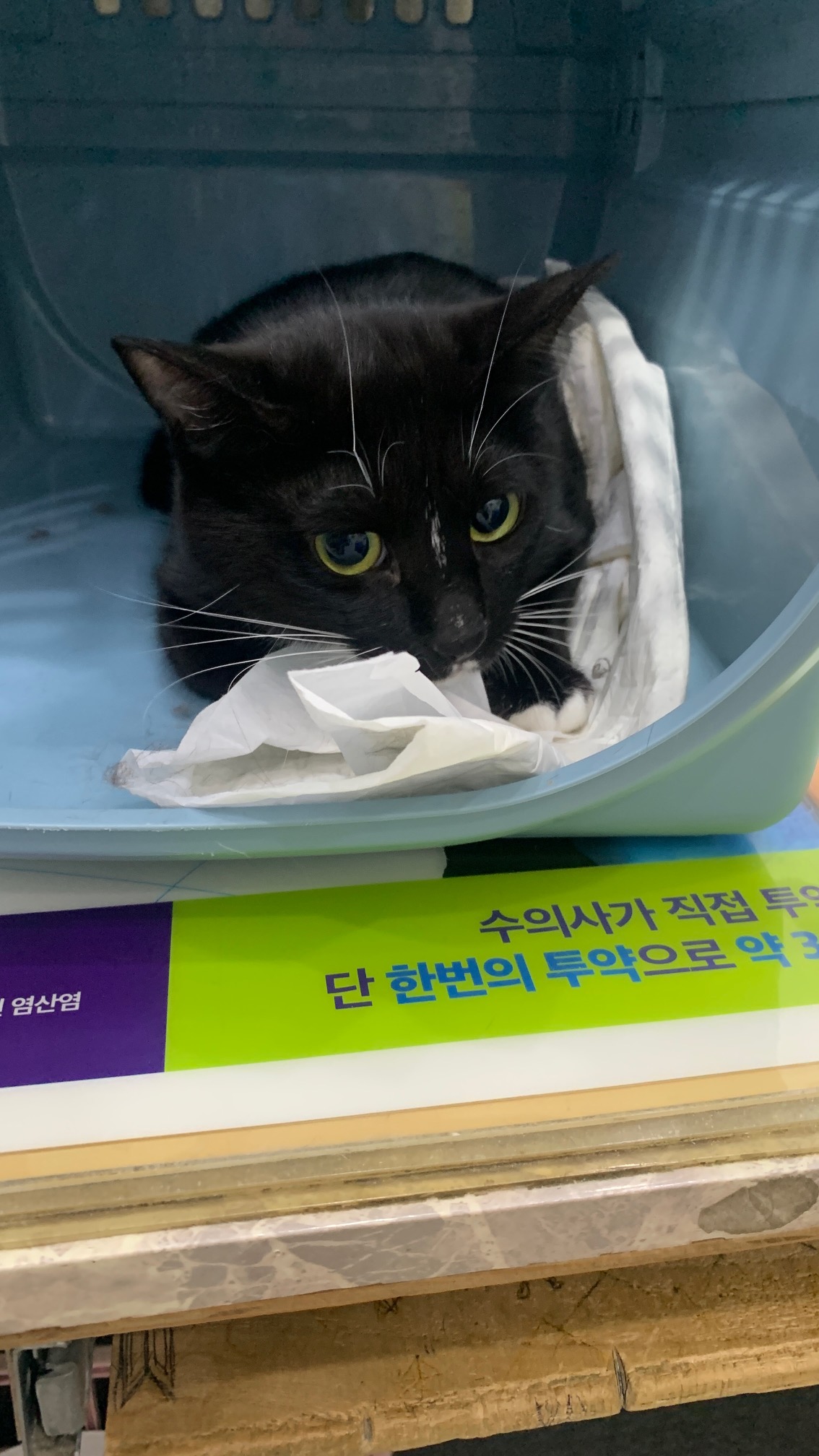 주인을 찾고 있는 1살 한국 고양이 외 2건