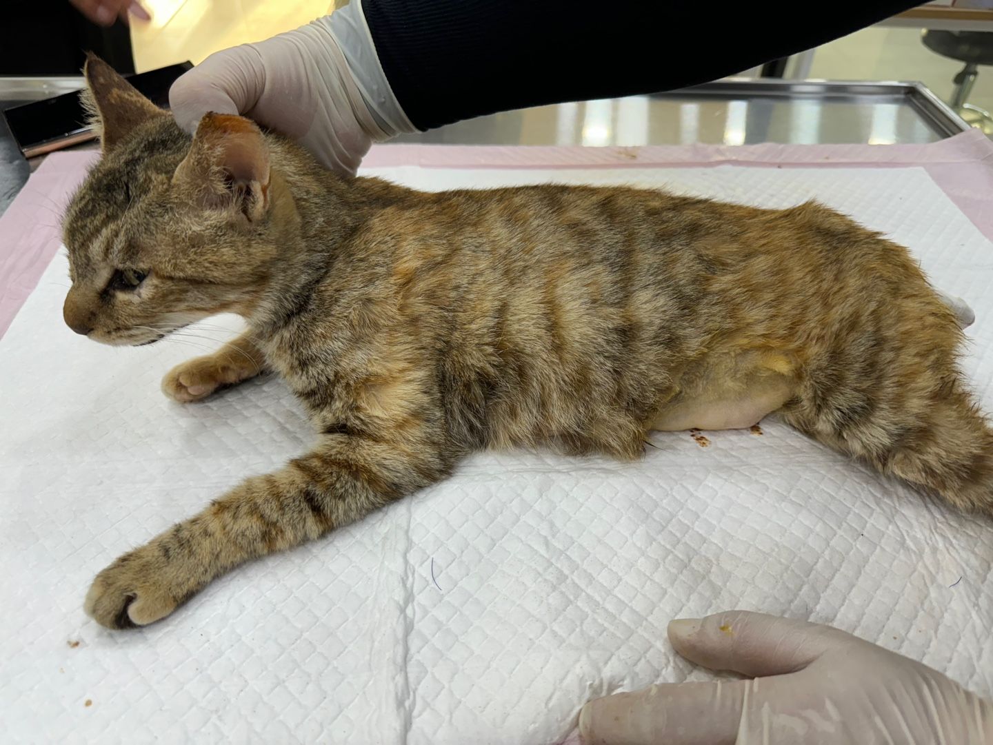 경남 지역 유기동물 공고: 1살 한국 고양이 외 2 건