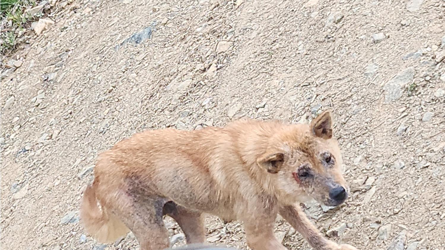 유기동물 입양 고려 사항: 2살 믹스견 외 2건
