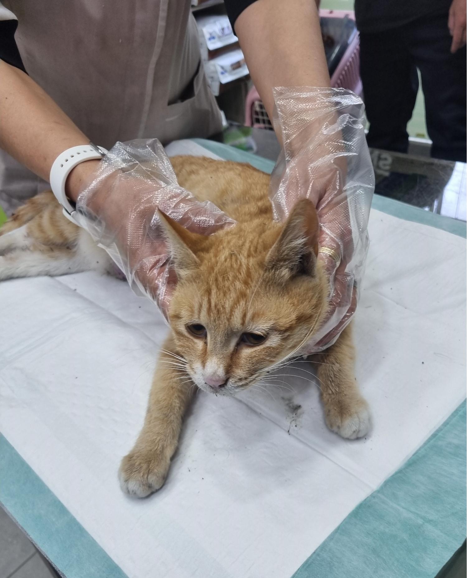 유기동물 - 한국 고양이