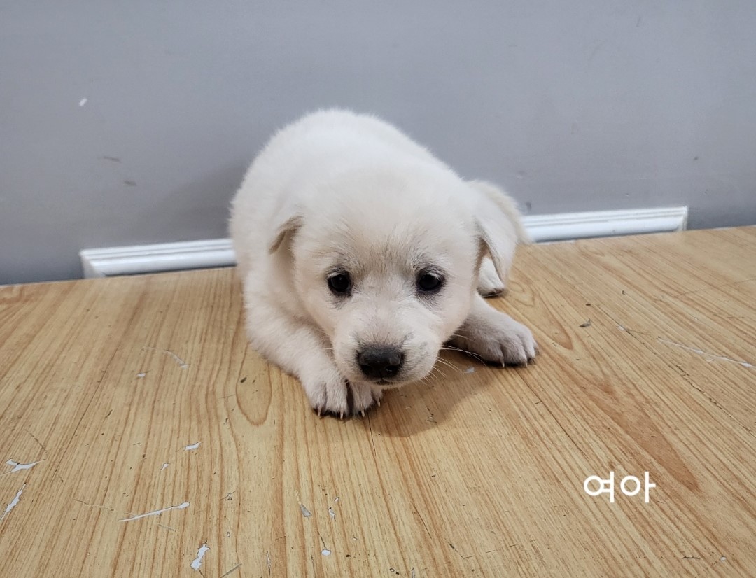60일 미만 믹스견 새끼 3마리, 입양 기다립니다