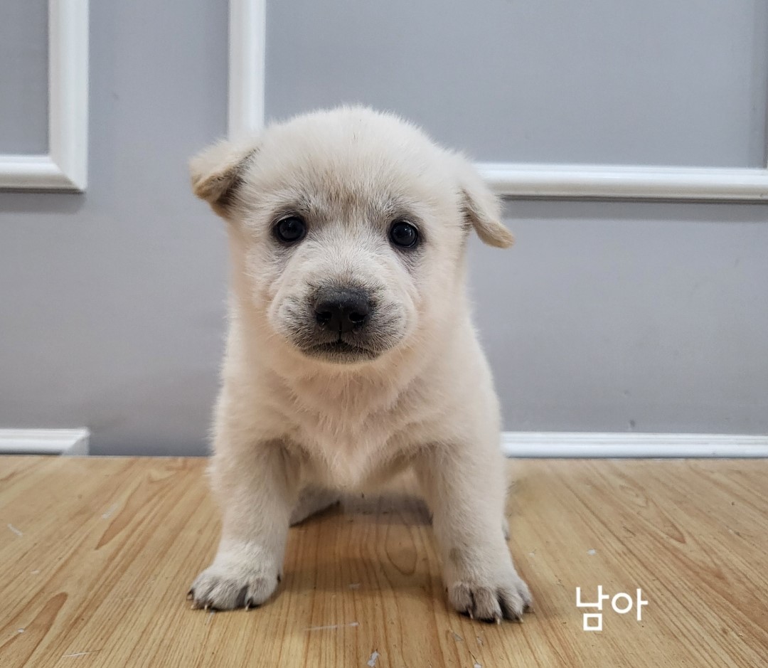 유기동물 - 믹스견