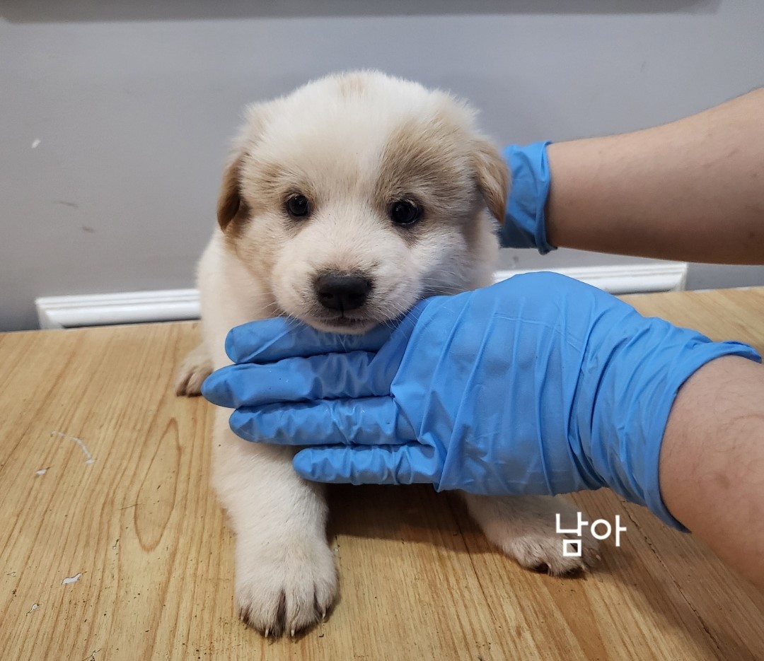 옥천군 새로 입원한 유기동물 안내