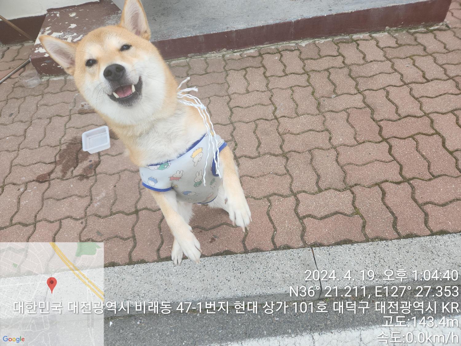 새 집이 필요한 애완동물 3마리: 시바와 두 마리 고양이