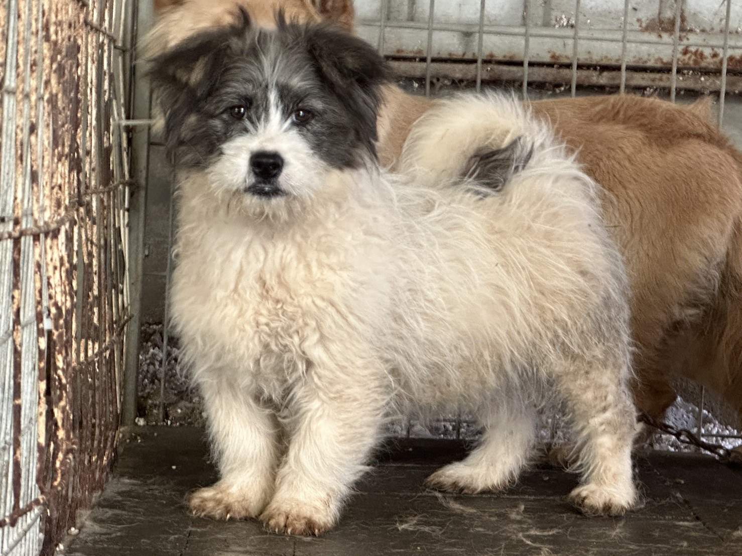 개 2마리와 고양이 1마리, 보호소에서 새로운 집 찾아요!